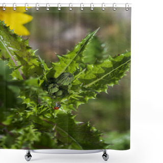 Personality  Detail Of Green Bud Of Sonchus Asper Plant With Pointed Leaves And Red Ladybird. Shower Curtains