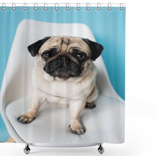 Personality  Close Up View Of Funny Pug Looking At Camera On White Chair On Blue Background Shower Curtains