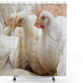 Personality  Poultry Farm With Chicken. Husbandry, Housing Business For The P Shower Curtains