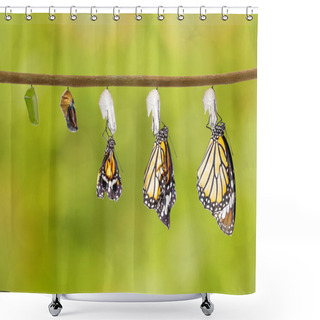 Personality  Transformation Of Common Tiger Butterfly Emerging From Cocoon Shower Curtains