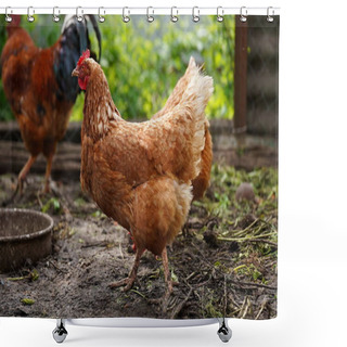 Personality  Chicken Standing On A Rural Garden In The Countryside. Close Up Of A Chicken Standing On A Backyard Shed With Chicken Coop. Free Range Birds Shower Curtains