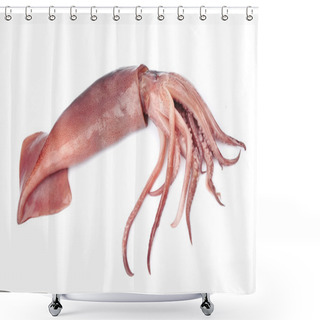 Personality  Nice Fresh Squid Shower Curtains