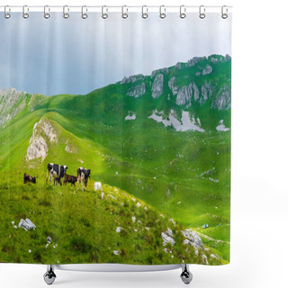 Personality  Cows Grazing On Green Valley With Sunlight In Durmitor Massif, Montenegro Shower Curtains