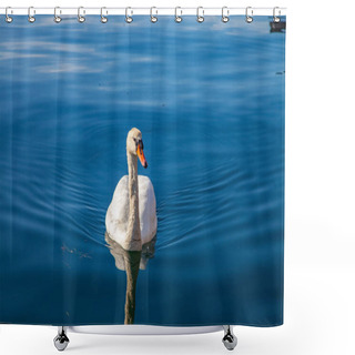 Personality  Tranquil Scene With Beautiful White Swan Floating On Calm Water Shower Curtains