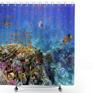 Personality  Coral Reef And Tropical Fish In The Red Sea Shower Curtains