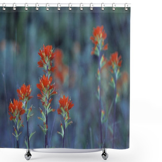 Personality  Red Indian Paintbrush Flowers Shower Curtains