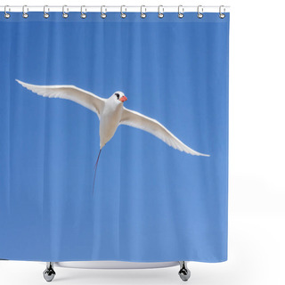 Personality  Red-billed Tropic Bird 