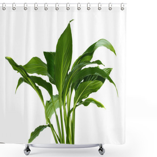 Personality  Green Leaf Shower Curtains