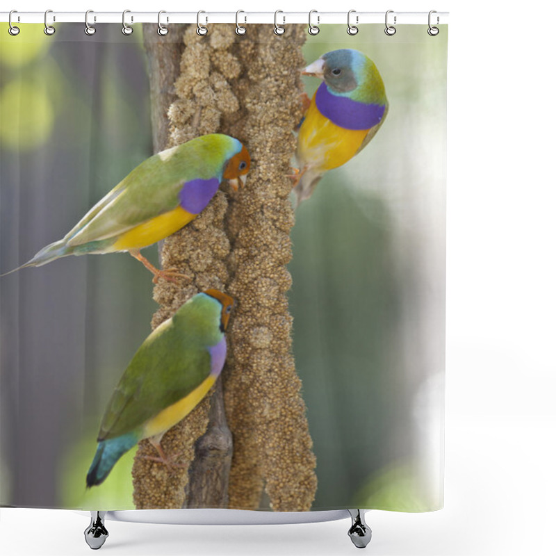 Personality  Lady Gouldian Finch Shower Curtains