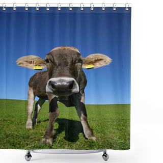 Personality  Young Cow Shower Curtains