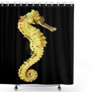Personality  Spotted Seahorse (Hippocampus Kuda) Shower Curtains