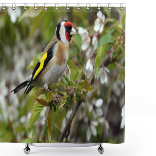 Personality  Wild Adult European Goldfinch (Carduelis Carduelis) In Amongst The Cherry Tree Blossom. Taken In Angus, Scotland, UK. Shower Curtains