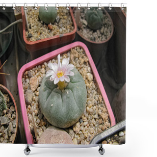 Personality  Cactus Plant Lophophora Williamsii Blooms, Otherwise Peyote, Contains The Substance Mescaline Shower Curtains