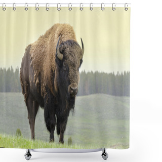 Personality  Bison In America Shower Curtains