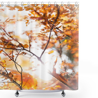 Personality  Sunny Snapshot Of Rowan Autumn Branches Shower Curtains