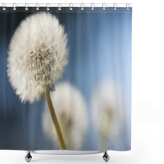 Personality  Row Of Dandelions Shower Curtains
