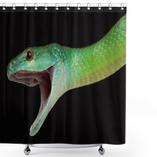 Personality  Common Green Racer (Philodryas Viridissima) Shower Curtains