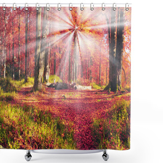 Personality  Beech Forest And Rocks Shower Curtains