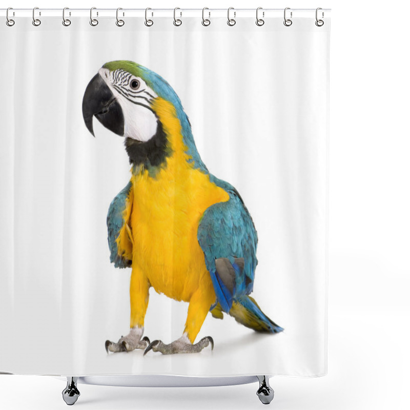 Personality  Young Blue-and-yellow Macaw - Ara Ararauna (8 Months) Shower Curtains