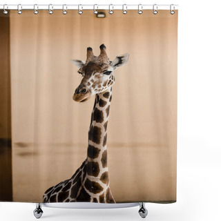 Personality  Cute Giraffe With Long Neck In Zoo Shower Curtains
