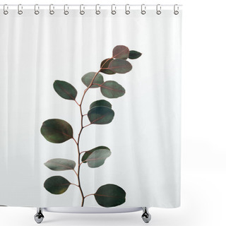 Personality  Green Decorative Eucalyptus Branch Isolated On White Shower Curtains