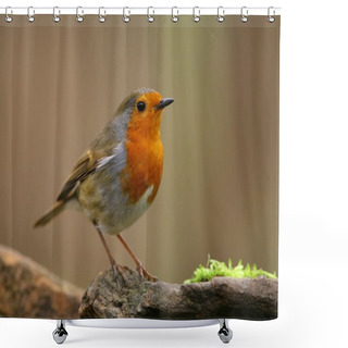 Personality  European Robin Shower Curtains