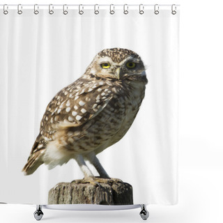 Personality  Owl Standing Shower Curtains