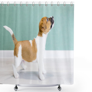 Personality  A Beautiful White Jack Russell Terrier Puppy With Brown Ears And Spots And A Black Nose, Stands Sideways In A Rack. Shower Curtains