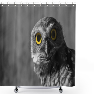 Personality  Owl Looking Attentively Shower Curtains