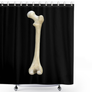 Personality  Right Human Femur Bone, Posterior View, Bone Anatomy, Black Background, 3d Rendering Shower Curtains
