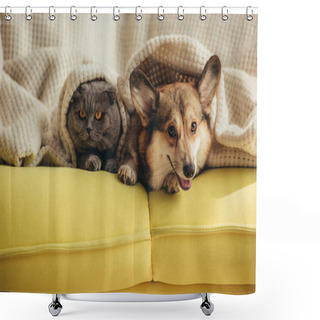 Personality  Cat And Dog Lying Together Under Blanket On Sofa  Shower Curtains