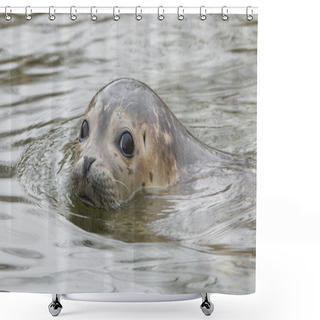 Personality  Grey Seal Swimming Shower Curtains