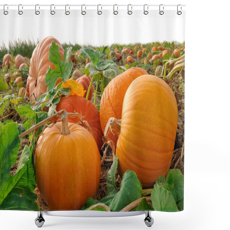 Personality  Pumpkins on a field shower curtains