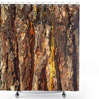 Personality  Natural Texture Of Bark Of A Pine Shower Curtains
