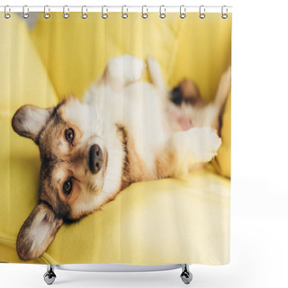 Personality  Friendly Welsh Corgi Dog Lying On Yellow Sofa Shower Curtains
