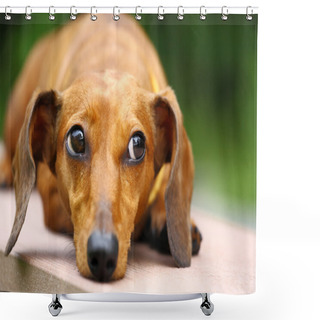 Personality  Dachshund Dog Shower Curtains