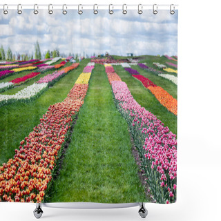 Personality  Colorful Tulips Field With Blue Sky And Clouds Shower Curtains