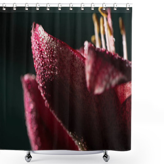Personality  Close Up View Of Red Lily Flower With Water Drops Isolated On Black Shower Curtains