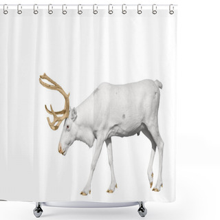 Personality  Rare White Deer With Golden Horns Isolated On  Shower Curtains