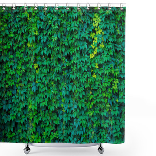 Personality  Texture Of A Loach Of Wild Grapes On A Wall, Green Leaves Shower Curtains
