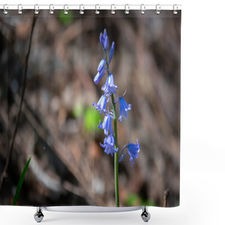 Personality  The Blue Flowers Of The Blue Bellflower Glow In The Sun Shower Curtains