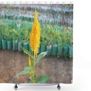 Personality  A Close-up Of Celosia Argentea Yellow Flower, Each Petal, Soft And Velvety To The Touch, Radiates Warmth And Vitality As Sunlight Dances Upon Its Surface. Shower Curtains