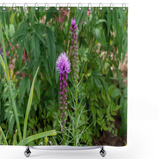 Personality  The Dense Blazing Star (Liatris Spicata) Or Prairie Feather. Herbaceous Perennial Flowering Plant Native To Eastern North America  Shower Curtains