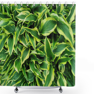 Personality  Narrow, Sharp Green Hosta Leaves With A Yellow Border, Top View, In The Botanical Garden Of St. Petersburg. Shower Curtains