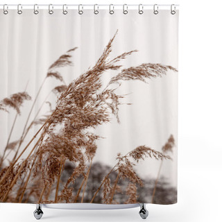 Personality  Reeds Outside With White Sky Snow Background Nature Winter Close Up Shower Curtains