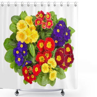 Personality  Assorted Primula Flowers Isolated On White Shower Curtains