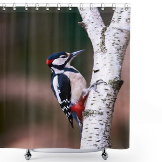 Personality  Male Great-spotted Woodpecker Shower Curtains