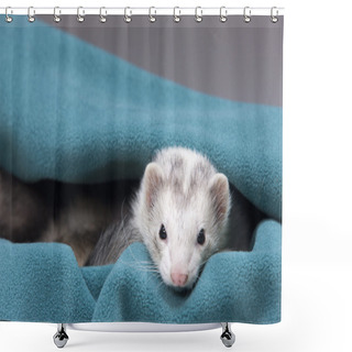 Personality  Curious Ferret. Shower Curtains