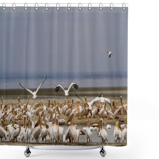 Personality  Pelicans At Lake Manyara National Park Shower Curtains