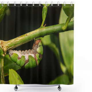 Personality  Caterpillar Hanging And Evolving Is Chrysalis On Branch Shower Curtains